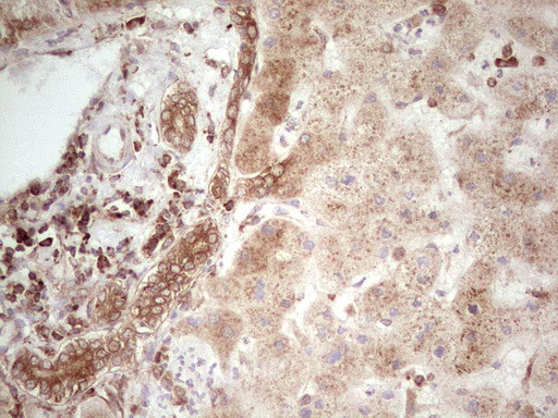 WIBG Antibody in Immunohistochemistry (Paraffin) (IHC (P))