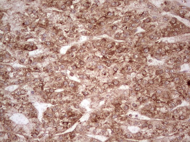 WIBG Antibody in Immunohistochemistry (Paraffin) (IHC (P))