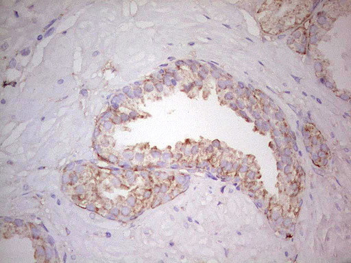 WIBG Antibody in Immunohistochemistry (Paraffin) (IHC (P))