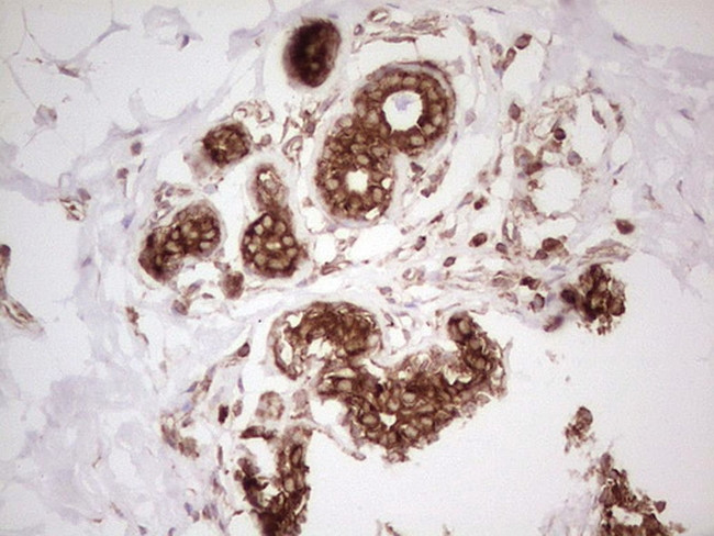 WIBG Antibody in Immunohistochemistry (Paraffin) (IHC (P))