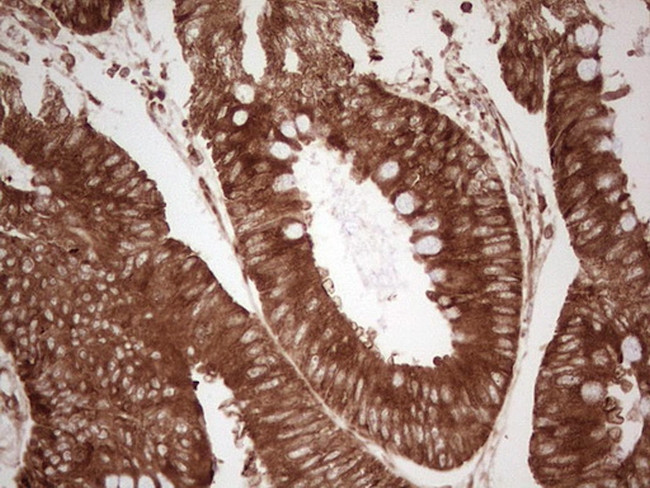 WIBG Antibody in Immunohistochemistry (Paraffin) (IHC (P))