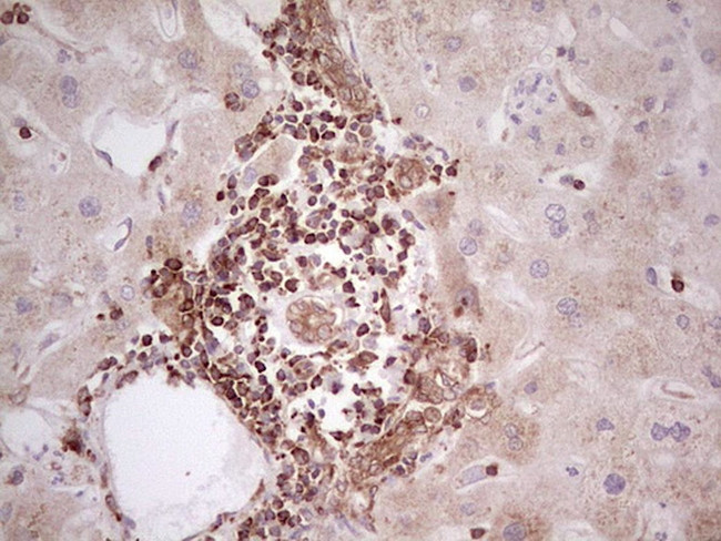 WIBG Antibody in Immunohistochemistry (Paraffin) (IHC (P))