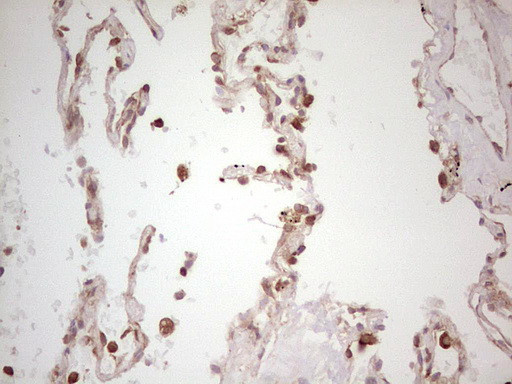 WIBG Antibody in Immunohistochemistry (Paraffin) (IHC (P))