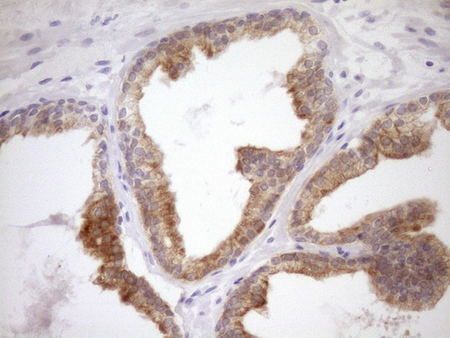 WIBG Antibody in Immunohistochemistry (Paraffin) (IHC (P))