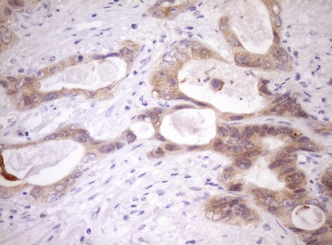 WIBG Antibody in Immunohistochemistry (Paraffin) (IHC (P))