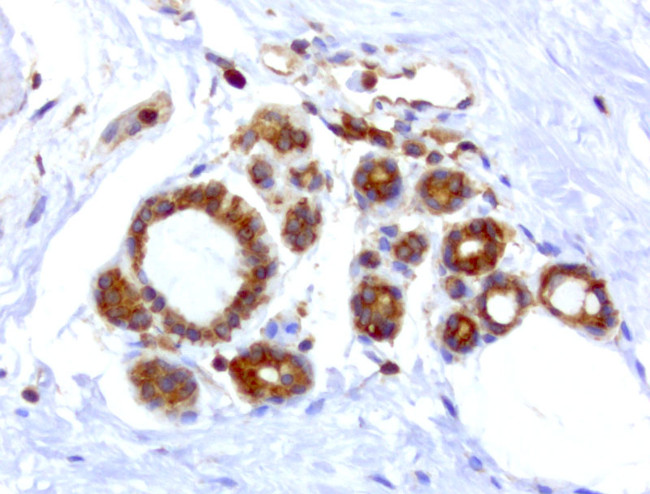 WIBG Antibody in Immunohistochemistry (Paraffin) (IHC (P))