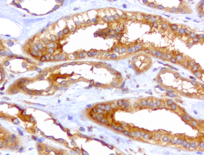 WIBG Antibody in Immunohistochemistry (Paraffin) (IHC (P))