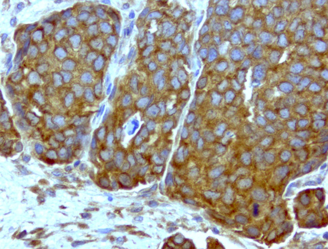 WIBG Antibody in Immunohistochemistry (Paraffin) (IHC (P))