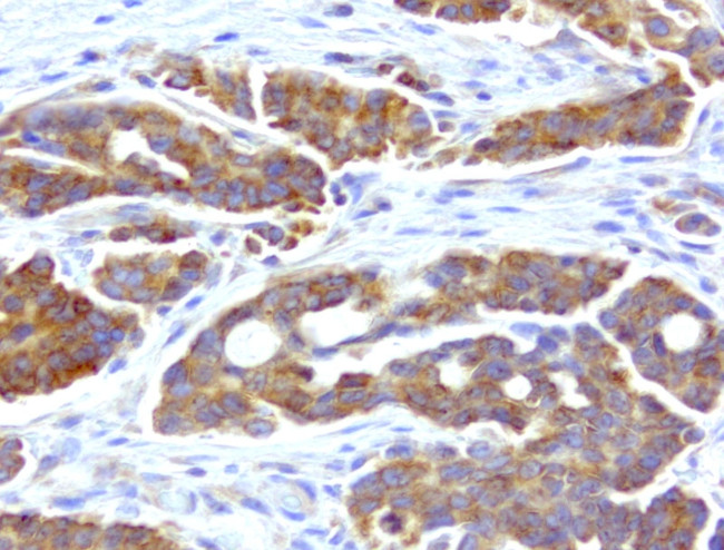 WIBG Antibody in Immunohistochemistry (Paraffin) (IHC (P))