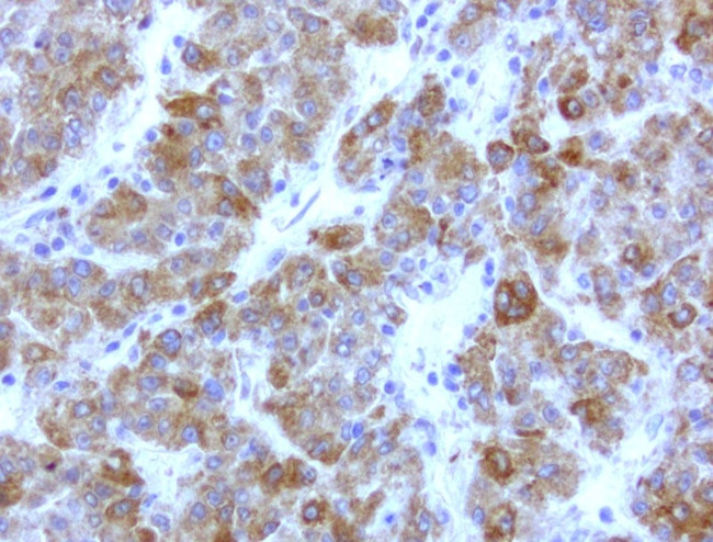 WIBG Antibody in Immunohistochemistry (Paraffin) (IHC (P))