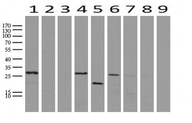 WIBG Antibody in Western Blot (WB)