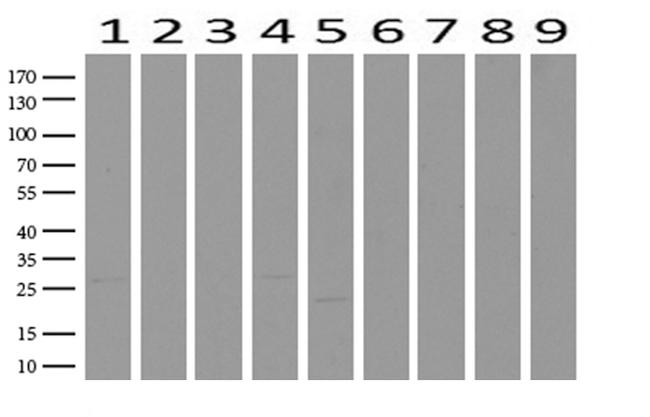 WIBG Antibody in Western Blot (WB)