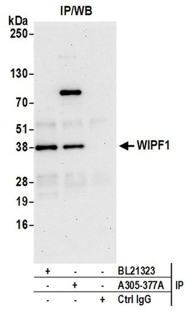 WIPF1 Antibody in Western Blot (WB)