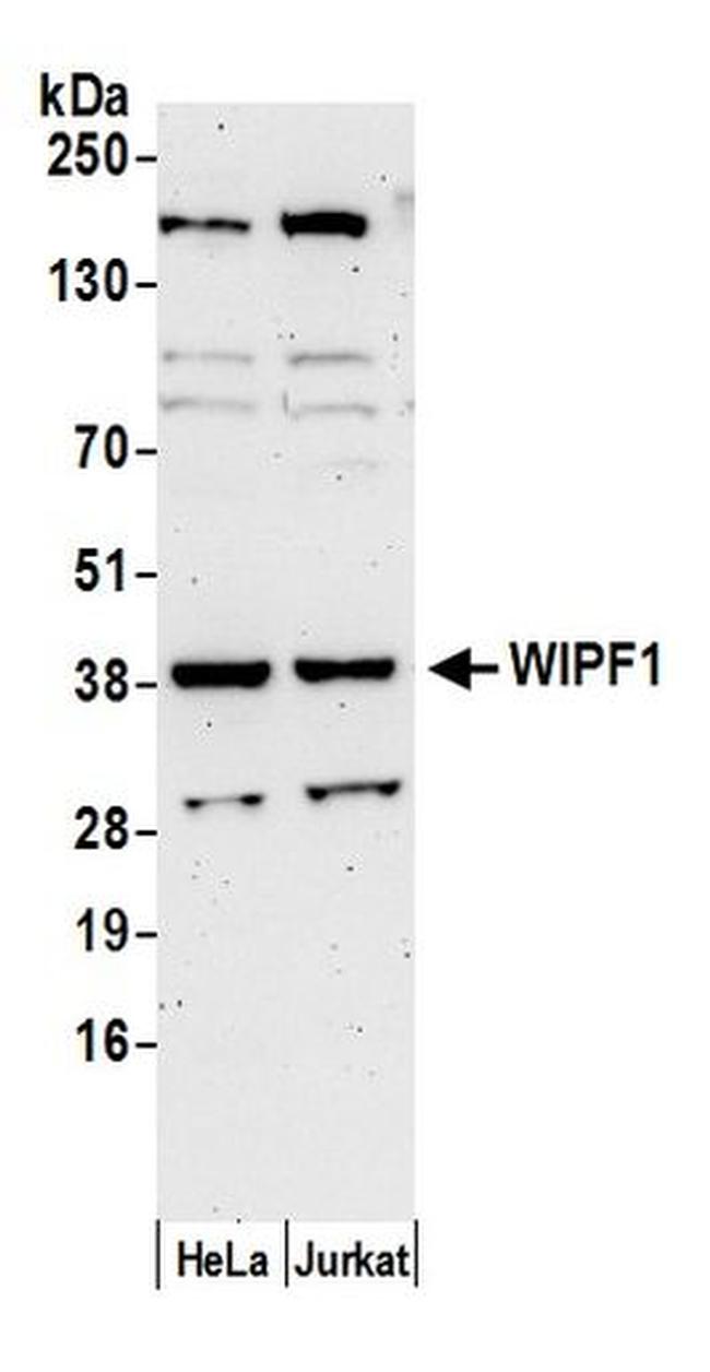 WIPF1 Antibody in Western Blot (WB)