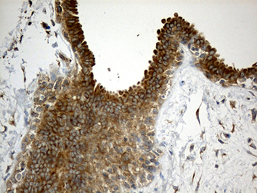 WIPI1 Antibody in Immunohistochemistry (Paraffin) (IHC (P))