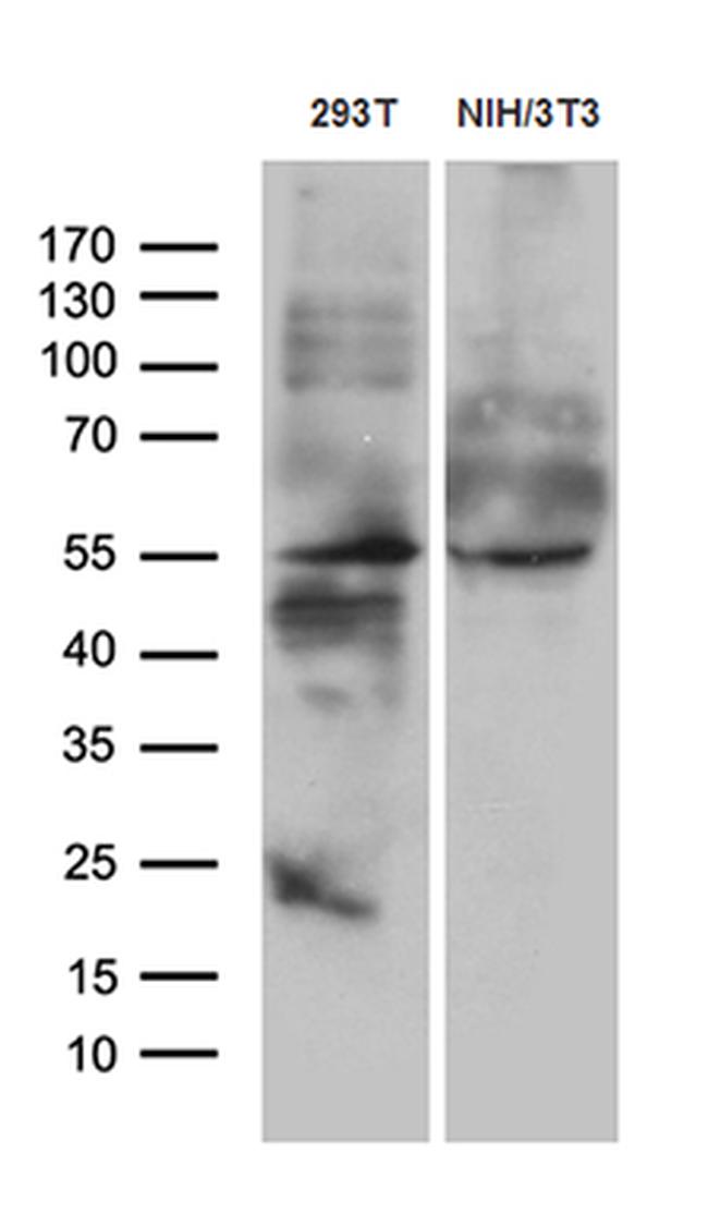 WIPI1 Antibody in Western Blot (WB)