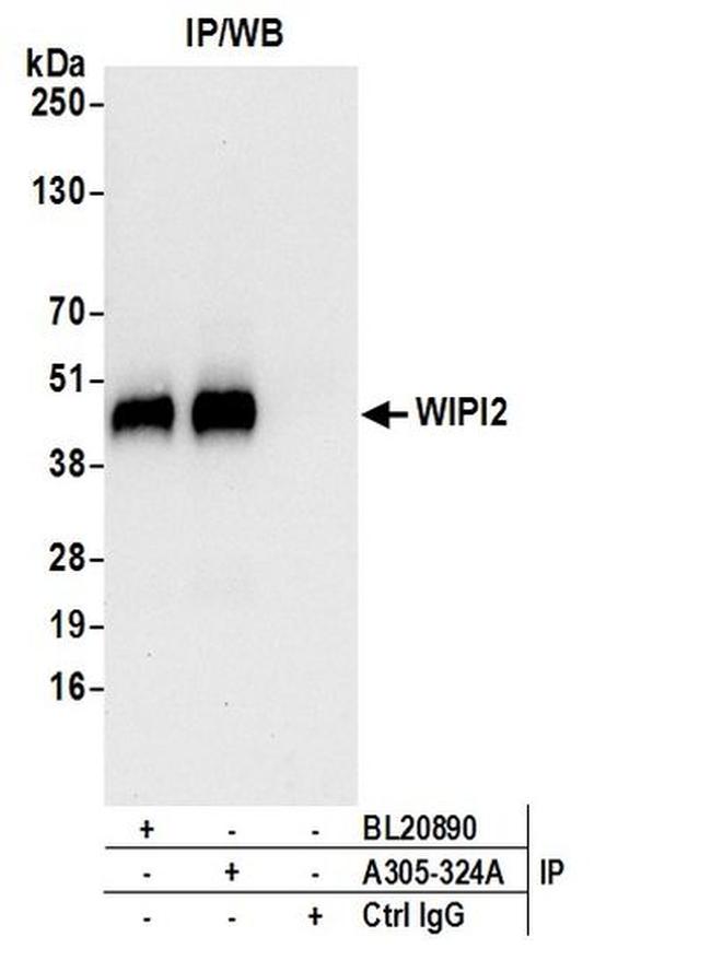 WIPI2 Antibody in Western Blot (WB)