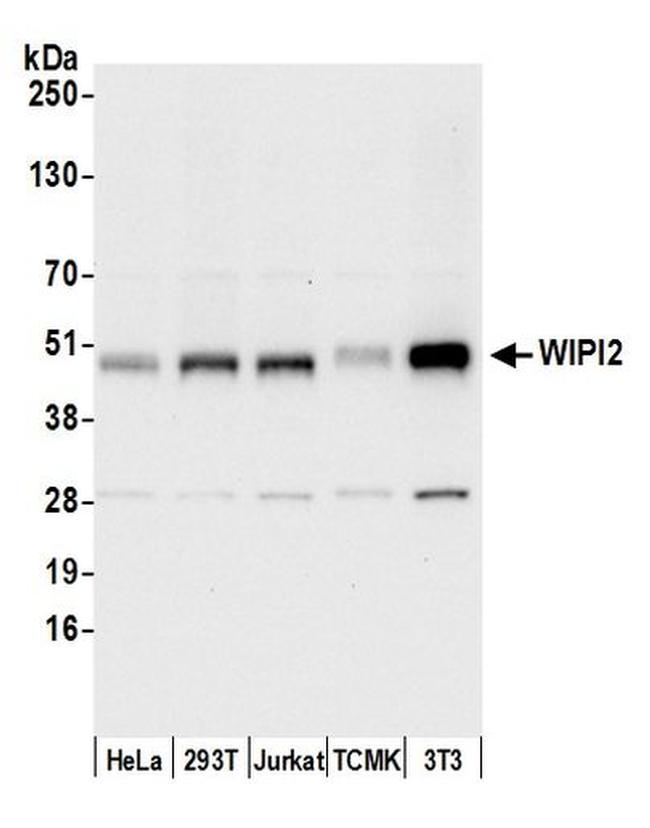 WIPI2 Antibody in Western Blot (WB)