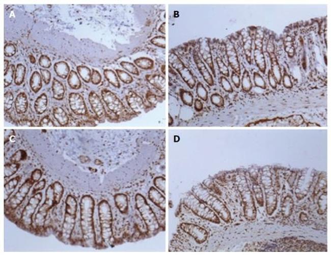 eNOS Antibody in Immunohistochemistry (IHC)