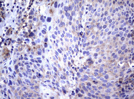 WNT3 Antibody in Immunohistochemistry (Paraffin) (IHC (P))