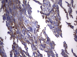 WNT3 Antibody in Immunohistochemistry (Paraffin) (IHC (P))