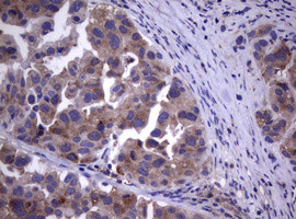 WNT3 Antibody in Immunohistochemistry (Paraffin) (IHC (P))