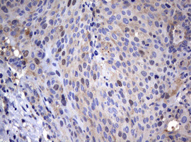 WNT3 Antibody in Immunohistochemistry (Paraffin) (IHC (P))