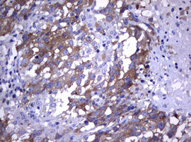 WNT3 Antibody in Immunohistochemistry (Paraffin) (IHC (P))