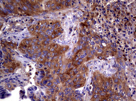 WNT3 Antibody in Immunohistochemistry (Paraffin) (IHC (P))