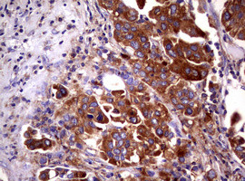 WNT3 Antibody in Immunohistochemistry (Paraffin) (IHC (P))