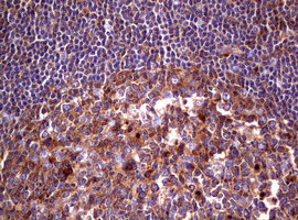 WNT3 Antibody in Immunohistochemistry (Paraffin) (IHC (P))