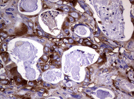 WNT3 Antibody in Immunohistochemistry (Paraffin) (IHC (P))