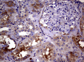 WNT3 Antibody in Immunohistochemistry (Paraffin) (IHC (P))