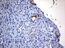 WNT3 Antibody in Immunohistochemistry (Paraffin) (IHC (P))