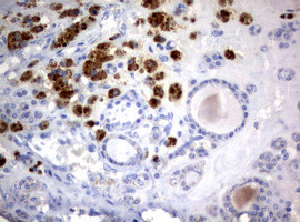 WNT3 Antibody in Immunohistochemistry (Paraffin) (IHC (P))