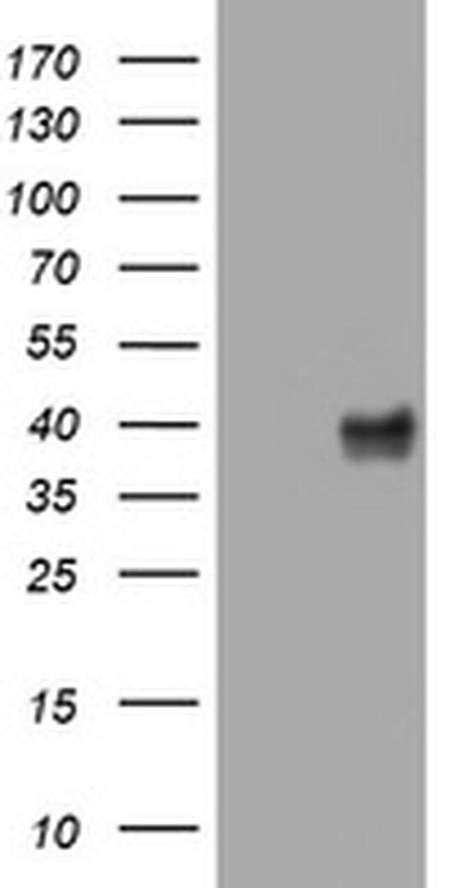 WNT3 Antibody in Western Blot (WB)