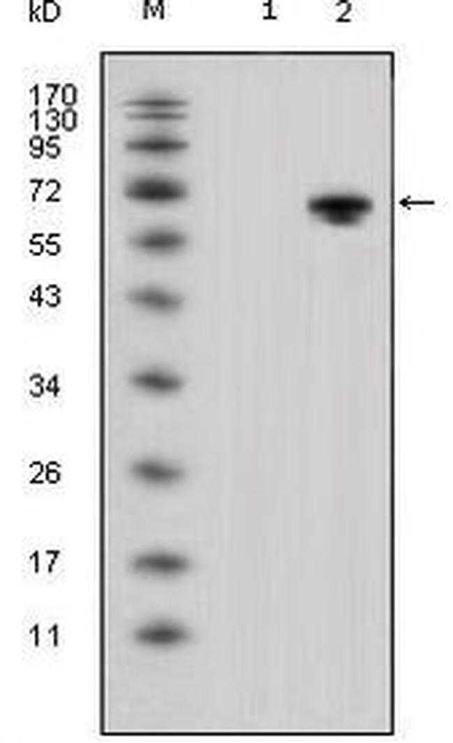 WNT5A Antibody in Western Blot (WB)