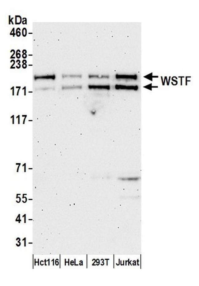 WSTF Antibody in Western Blot (WB)