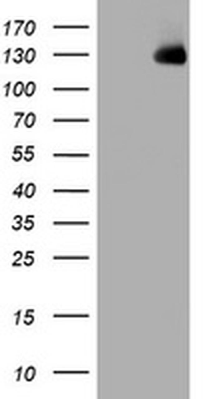 WWC1 Antibody in Western Blot (WB)