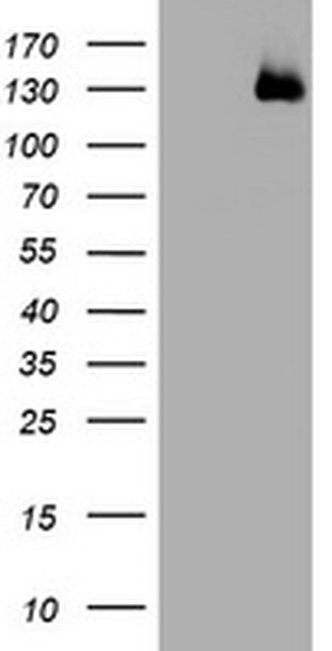 WWC1 Antibody in Western Blot (WB)