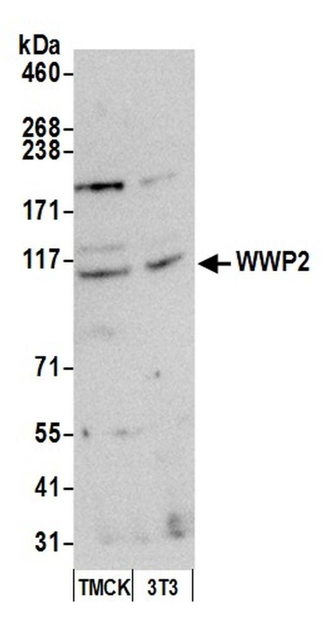 WWP2 Antibody in Western Blot (WB)