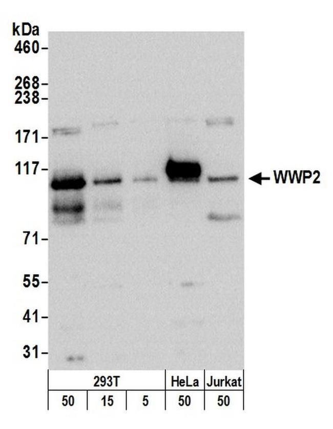 WWP2 Antibody in Western Blot (WB)