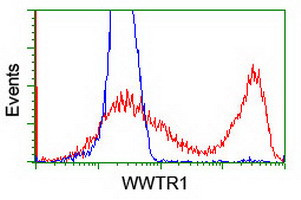 WWTR1 Antibody in Flow Cytometry (Flow)