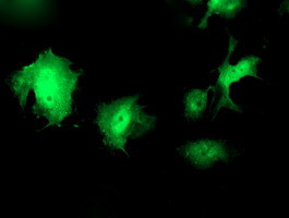 WWTR1 Antibody in Immunocytochemistry (ICC/IF)