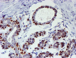 WWTR1 Antibody in Immunohistochemistry (Paraffin) (IHC (P))