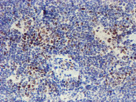 WWTR1 Antibody in Immunohistochemistry (Paraffin) (IHC (P))