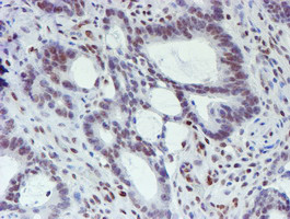 WWTR1 Antibody in Immunohistochemistry (Paraffin) (IHC (P))