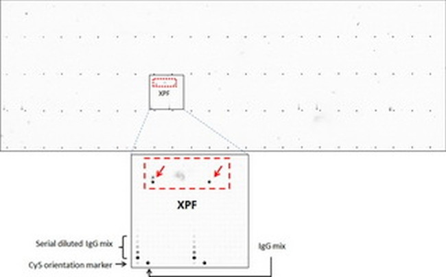 XPF Antibody in Peptide array (ARRAY)