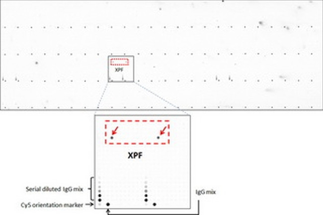 XPF Antibody in Peptide array (ARRAY)