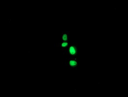 XPF Antibody in Immunocytochemistry (ICC/IF)